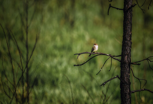 Eastern phoebe tyrant flycatcher bird perched on a bare branch of a pine tree at Cowans Ford Wildlife Refuge in Huntersville North Carolina with a soft focus blurred green field background