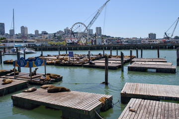 Obraz premium San Francisco California 05 Jun 2026 sea lions rest on Pier 39 docks with harbor view