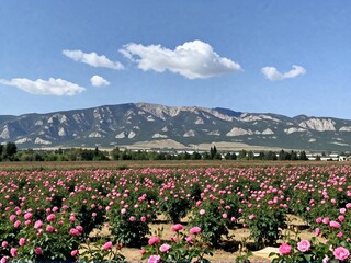 Obraz premium Clear Day Panorama of Rose Valley Distant Mountains