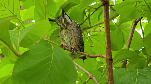 An owl on the branch