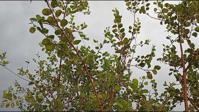 Indian Jujube Tree Branches with Green Leaves, Ziziphus Mauritiana Plant in Natural Environment