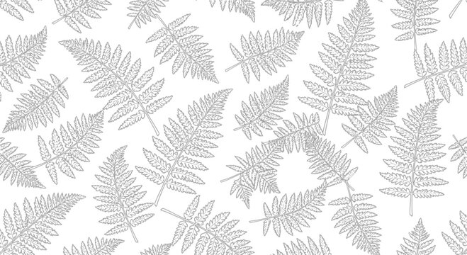 Fern leaves pattern on white background for nature inspired design element