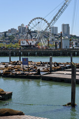 Obraz premium San Francisco California 05 Jun 2026 sea lions resting at Pier 39 waterfront