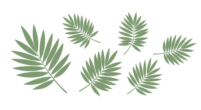 Green leaves isolated against white background nature and botanical illustration