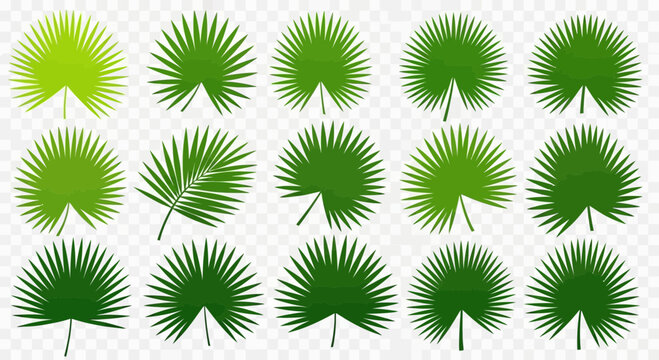 Green palm frond collection on transparent background vector illustration