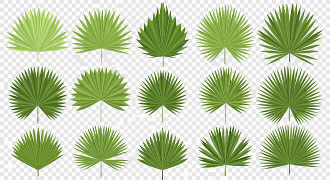 Green palm frond leaves collection on transparent background design elements