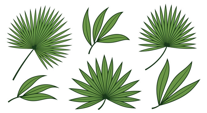 Green palm fronds collection isolated on white background for decoration
