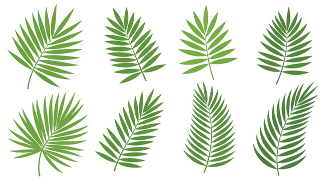 Green palm fronds collection isolated on white background for decoration