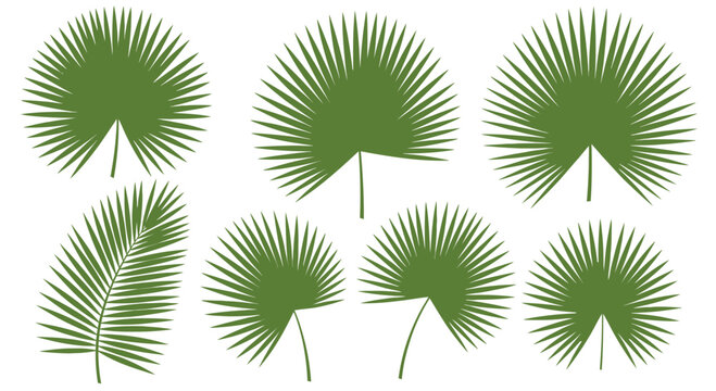 Green palm fronds collection isolated on white background for design