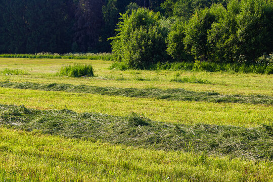 Freshly mown fodder grass neatly arranged in long windrows across a vibrant summer field, highlighting the golden hues of drying hay under the warm midday sun in rural countryside