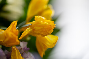 Fototapeta premium Close-up of yellow tulip bouquet with blurred background
