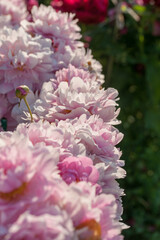 Beautiful peonies in the garden in summer © Olga Tkacheva