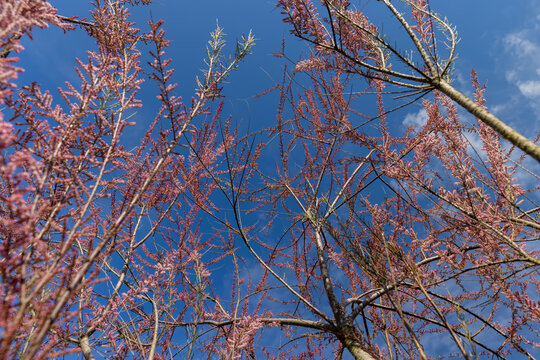 Blooming pink tamarisk in spring, pink tamarisk