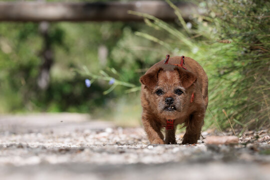 Perro de raza peque&ntilde;a caminando por un sendero natural