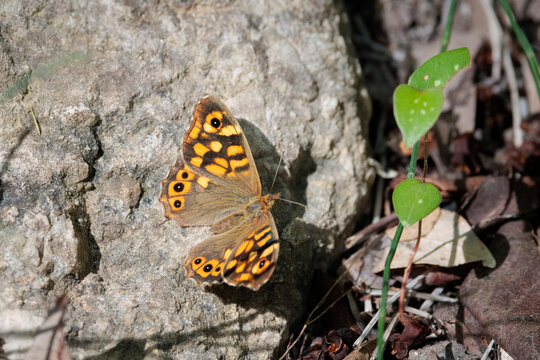Mariposa saltacercas (Lasiommata megera) sobre roca en el entorno natural de Beniarr&eacute;s, Espa&ntilde;a