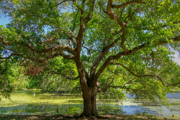 Fototapeta premium Oak tree at the Bayou Vermilion, scenic landscape in Layayette, Louisiana