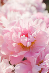Beautiful peonies in the garden in summer © Olga Tkacheva