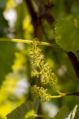 Fototapeta premium first foliage on grape and the first flowers on grape clusters in the spring season, natural food