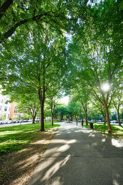 Commonwealth Avenue Mall in Boston, featuring historic brownstones and a tree-lined walkway, Boston, Massachusetts, New England 