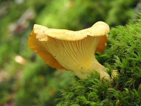Pfifferling, Cantharellus cibarius