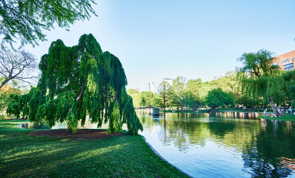 Camperdown Elm tree growing over a lagoon in Boston Public Garden in Boston, Massachusetts, New England