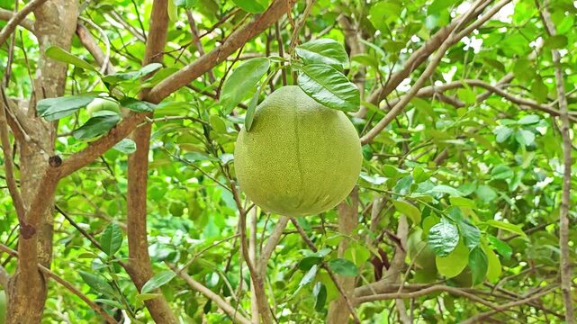 Pomelo fruit on  tree in garden