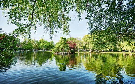 This serene view shows the lagoon at the Boston Public Garden, which features lush green trees and a small, rocky island known as Duck Island, Boston, Massachusetts, New England