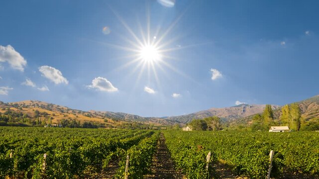 wineyard in mountain valley at the sunny day time lapse scene