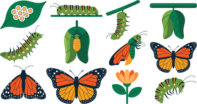 Monarch Butterfly Life Cycle Vector Illustration Set Featuring Eggs on Leaf, Green Caterpillars, Chrysalis Pupa, Emerging Butterfly, and Monarchs for Education Designs