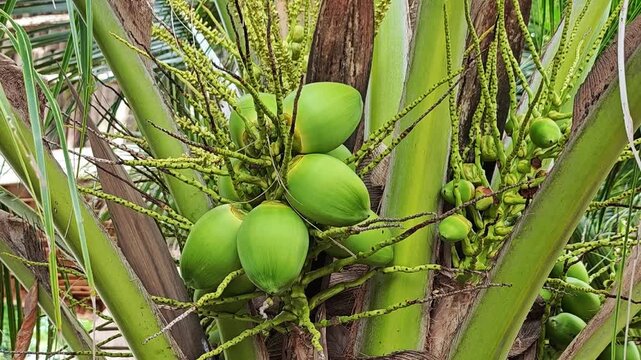  young green coconuts grows on a palm tree