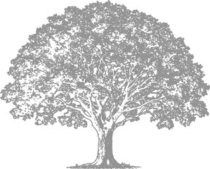 Fototapeta premium Detailed cad tree illustration vector artwork for landscape design architectural rendering