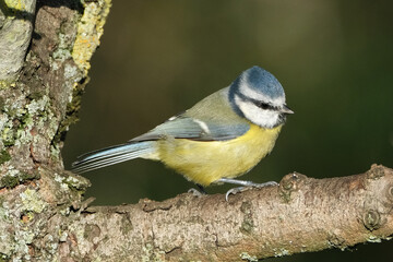 Eurasian blue tit (Cyanistes caeruleus) perched on a mossy tree branch in the wild © Badr