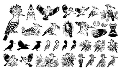 Obraz premium Hoopoe Bird Line Icon and Silhouette Set Featuring Flying Crested Wildlife, Nesting Upupa Epops, Eating Insects, Branch Perching, and Nature Vector Graphics