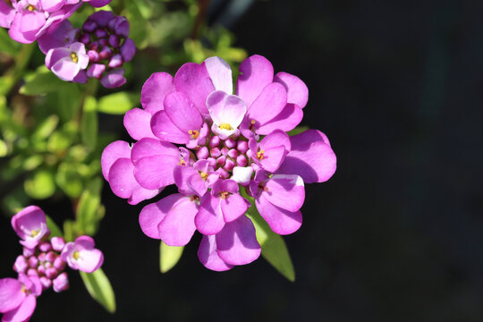 Iberis Absolutely Amethyst ('Ib2401'). Top view close up macro of pink and white candy tuft flower.  