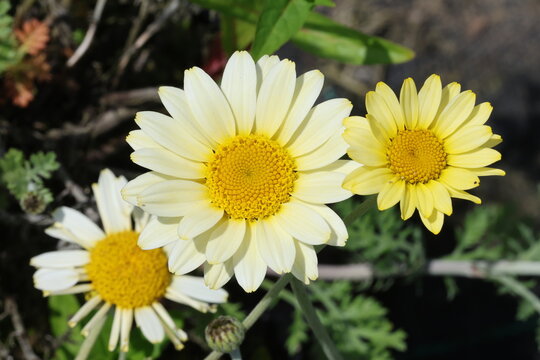Cota tinctoria 'Sauce Hollandaise'. Close up of dyer's chamomile flowers opening yellow and fading through cream to white.  Synonym Anthemis tinctoria.