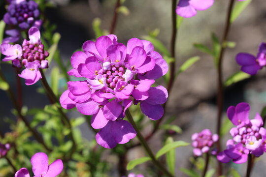 Iberis Absolutely Amethyst ('Ib2401'). Side on view of pink and white candytuft flower in the summer. 