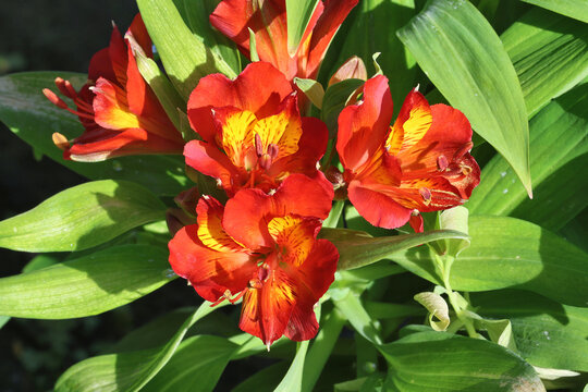 Alstroemeria 'Inca Holland' (Inca Series). Intense orange and yellow flame like peruvian lily flower with brown flecks and speckles. 