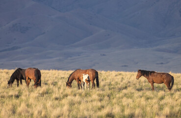 Fototapeta premium Wild Horses in the Utha Desert in Springtime