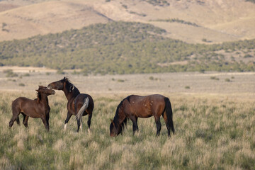 Obraz premium Wild Horses in Springtime in the Utah Desert