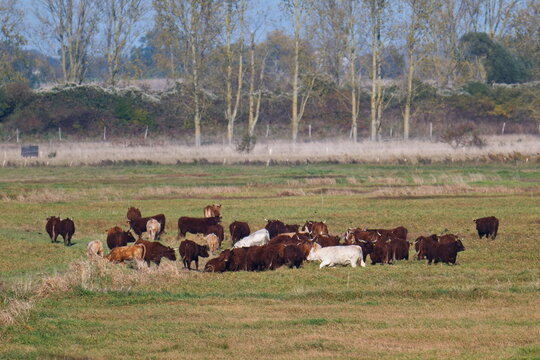 Kuhherde im Herbst auf einer Weide	