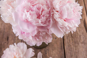Beautiful peonies in the garden in summer © Olga Tkacheva