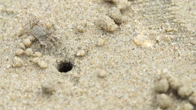 Tiny sand bubbler crab making sand balls on beach wildlife nature 대한민국 한국 게 엽낭게 모래 경재 갯벌 해변 바다 바닷가 모래구슬 모래공 해안선 생태계 자연 환경 야생동물 서해안 남해안 생물학 관찰 탐험 야외 풍경 여행지 관광지 로컬 라이프스타일 활기찬 에너지 하루 일상 극초근접 클로즈업 외형 무늬 패