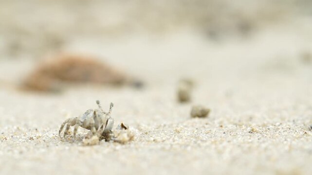 Tiny sand bubbler crab making sand balls on beach wildlife nature 대한민국 한국 게 엽낭게 모래 경재 갯벌 해변 바다 바닷가 모래구슬 모래공 해안선 생태계 자연 환경 야생동물 서해안 남해안 생물학 관찰 탐험 야외 풍경 여행지 관광지 로컬 라이프스타일 활기찬 에너지 하루 일상 극초근접 클로즈업 외형 무늬 패