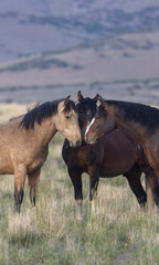 Fototapeta premium Wild Horses in Springtime in the Utah Desert