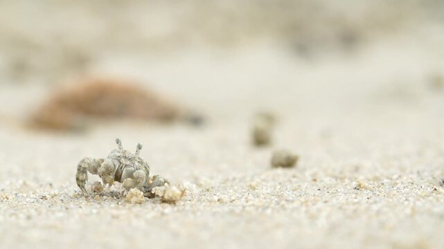 Tiny sand bubbler crab making sand balls on beach wildlife nature 대한민국 한국 게 엽낭게 모래 경재 갯벌 해변 바다 바닷가 모래구슬 모래공 해안선 생태계 자연 환경 야생동물 서해안 남해안 생물학 관찰 탐험 야외 풍경 여행지 관광지 로컬 라이프스타일 활기찬 에너지 하루 일상 극초근접 클로즈업 외형 무늬 패