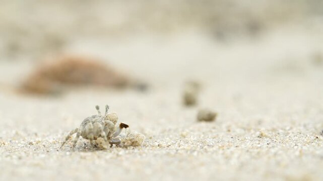 Tiny sand bubbler crab making sand balls on beach wildlife nature 대한민국 한국 게 엽낭게 모래 경재 갯벌 해변 바다 바닷가 모래구슬 모래공 해안선 생태계 자연 환경 야생동물 서해안 남해안 생물학 관찰 탐험 야외 풍경 여행지 관광지 로컬 라이프스타일 활기찬 에너지 하루 일상 극초근접 클로즈업 외형 무늬 패