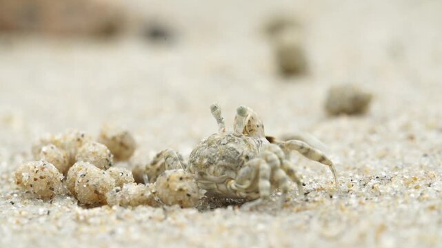Tiny sand bubbler crab making sand balls on beach wildlife nature 대한민국 한국 게 엽낭게 모래 경재 갯벌 해변 바다 바닷가 모래구슬 모래공 해안선 생태계 자연 환경 야생동물 서해안 남해안 생물학 관찰 탐험 야외 풍경 여행지 관광지 로컬 라이프스타일 활기찬 에너지 하루 일상 극초근접 클로즈업 외형 무늬 패