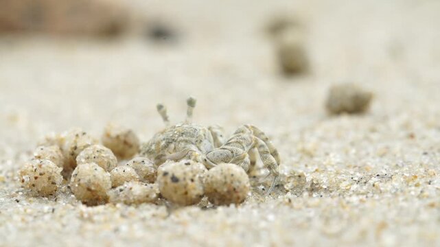 Tiny sand bubbler crab making sand balls on beach wildlife nature 대한민국 한국 게 엽낭게 모래 경재 갯벌 해변 바다 바닷가 모래구슬 모래공 해안선 생태계 자연 환경 야생동물 서해안 남해안 생물학 관찰 탐험 야외 풍경 여행지 관광지 로컬 라이프스타일 활기찬 에너지 하루 일상 극초근접 클로즈업 외형 무늬 패