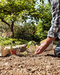 Fototapeta premium Close-up of a farmer's hands watering a tomato plant in an organic field with an old metal watering can. Garden work in spring. Traditional agriculture.