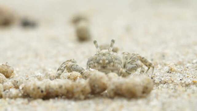 Tiny sand bubbler crab making sand balls on beach wildlife nature 대한민국 한국 게 엽낭게 모래 경재 갯벌 해변 바다 바닷가 모래구슬 모래공 해안선 생태계 자연 환경 야생동물 서해안 남해안 생물학 관찰 탐험 야외 풍경 여행지 관광지 로컬 라이프스타일 활기찬 에너지 하루 일상 극초근접 클로즈업 외형 무늬 패
